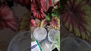 Грунт для фитильного полива.Бегонии,фиалки ,глоксинии.