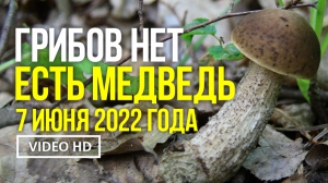 ГРИБОВ НЕТ !  ЕСТЬ МЕДВЕДЬ ! 7 июня 2022 года. Мы в шоке ! Искали грибы, а встретили медведя !