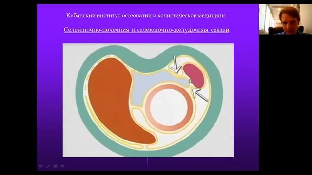 Цикл вебинаров с КИО и ХМ. Лектор вебинара: Андрей Бутенко. Тема: Друзья наши внутренние. Селезенка смотреть онлайн