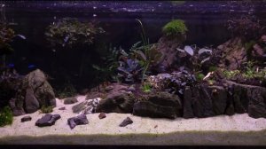 AquaLED варианты настройки света в аквариуме. Рассвет и закат в аквариуме
