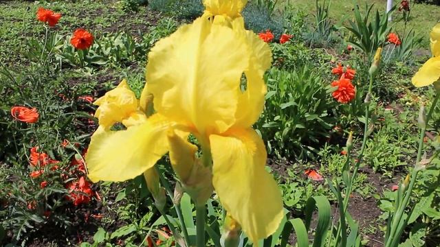 Жёлтые и белые ирисы. Yellow and white irises . смотреть онлайн