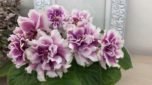 АВ-Мечта Хомяка — наша новинка!