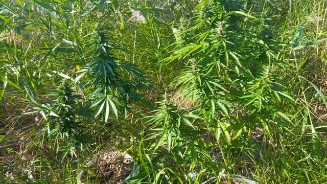 wild outdoor. 2023 АУТ. 62 дня. плесень. Growerz prod.