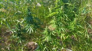 wild outdoor. 2023 АУТ. 62 дня. плесень. Growerz prod.