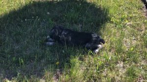 Наш первый день! Щенок миттельшнауцера ФАЙТ.