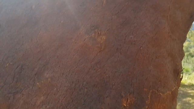 1000-летний каштан и прогулка по испанскому лесу с пробковым дубом. смотреть онлайн