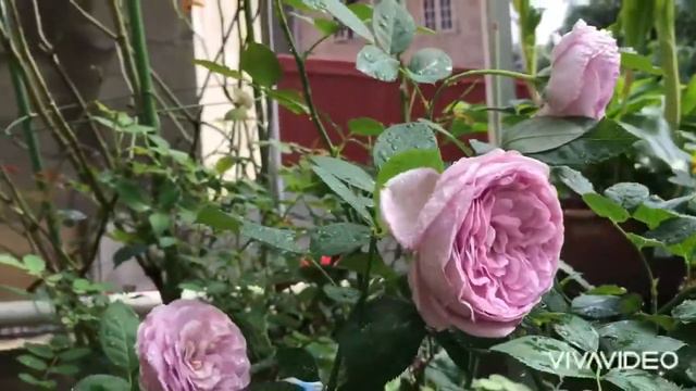 Blue storm rose - 11/2020 смотреть онлайн