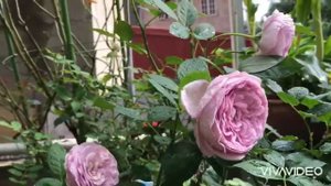 Blue storm rose - 11/2020