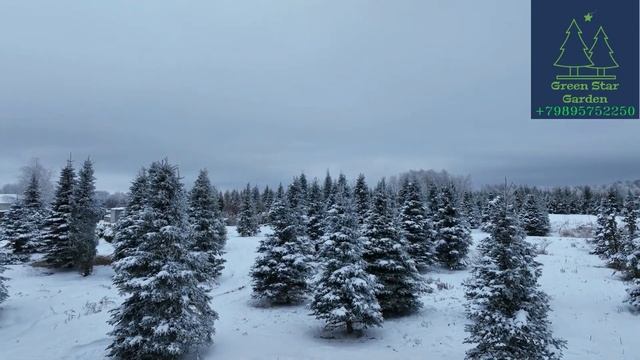 Питомник деревьев и садовый центр Green Star Garden