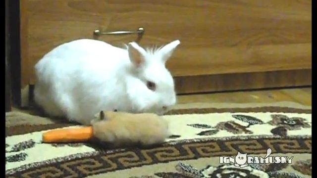 Rabbit, Hamster and One Carrot (Кролик, Хомяк и Морковка) смотреть онлайн