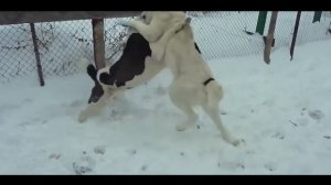 Волк vs Алабай КТО СИЛЬНЕЕ ? (СХВАТКА)