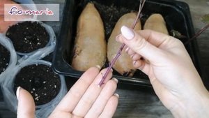 Посадка черенков батата.Укоренение черенков. Planting sweet potato cuttings. Rooting of cuttings.