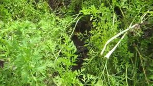 Лучшие сорта моркови Канада,Болтекс всегда сладкие в сравнении с обычными типа  Шантане ред коред