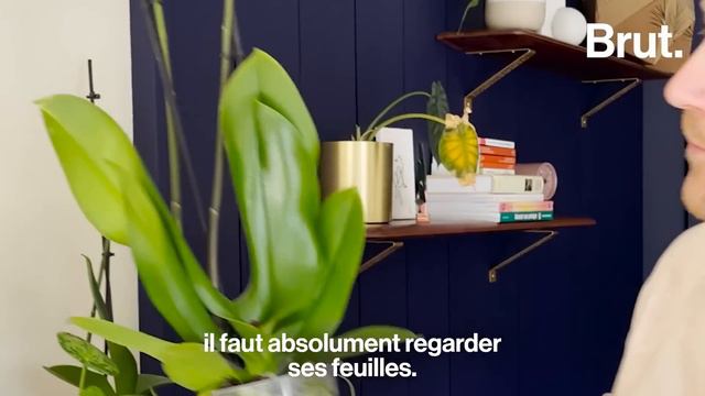 Prendre soin de ses plantes d'intérieur, c'est facile ! смотреть онлайн