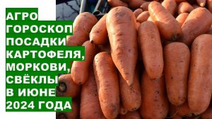 Агрогороскоп посадки картофеля моркови свёклы на июнь 2024Agrohoroscope for planting beets in June