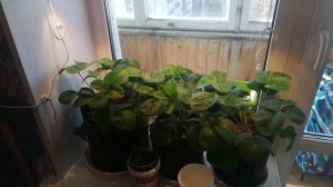 Немного про выращивание клубники на подоконнике зимой.