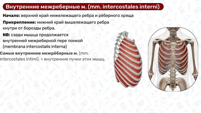 Глубокие мышцы груди: прикрепление, функции / Анатомия 3D