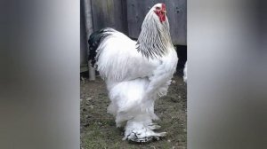 ПОРОДА КУР БРАМА. УСЛОВИЯ СОДЕРЖАНИЯ. ВСЕ О ПОРОДЕ