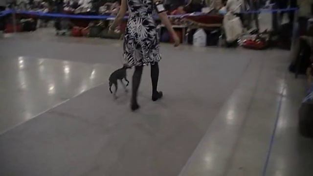 Левретки на Евразии-2010, 2-й день смотреть онлайн