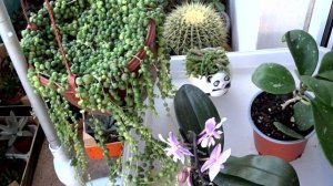 НОВЫЕ КОМНАТНЫЕ РАСТЕНИЯ С ВЫСТАВКИ ЦВЕТОВ В АФИНАХ ????? #выставкацветов