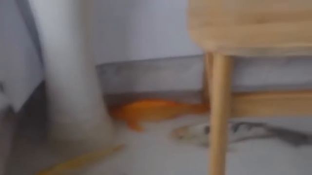 Необычное кафе, где тысячи рыб плавают под вами смотреть онлайн