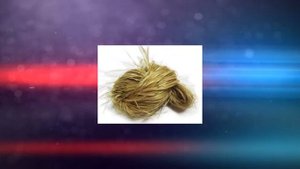 ЛИПА: ИСТОРИЯ ЛИПЫ! Интересные факты о липе!