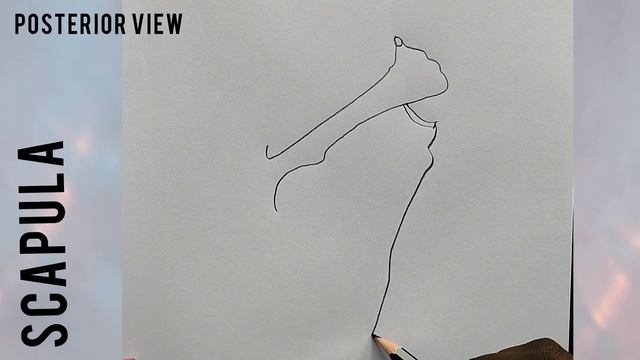 Scapula Bone ( posterior view) -Easy drawing #medicalstudent #medical #health #physio #anatomy #bon смотреть онлайн