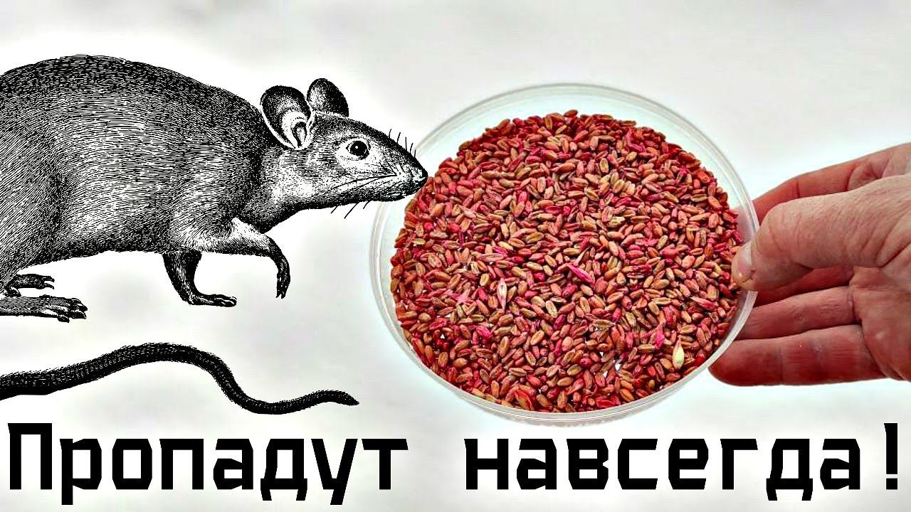 Лучший способ быстро избавиться от крыс мышей грызунов на даче огороде и дома!