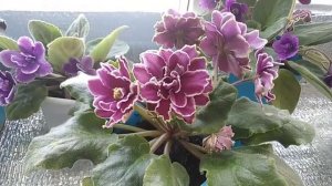 Фиалки.Два сорта и их особенности.