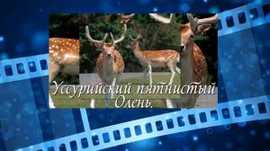 Животные Красной Книги. Red Data Book of Animals