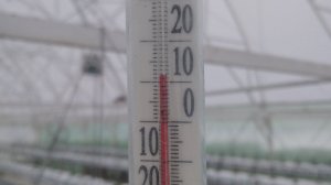 Как растёт корневая у клубники в грунте, при низких температурах!