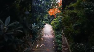 Ботанический сад Женевы. Jardin botanique de Geneve