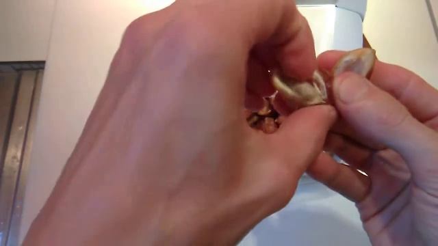 Финики натуральные. Захеди . смотреть онлайн