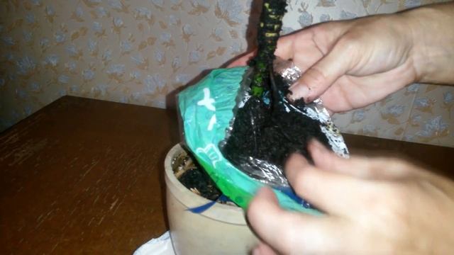 Хамедорея
