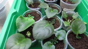 В чем успех быстрого появления деток фиалки‼️