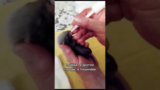 спасение детёнышей хорька 🙏🏻 смотреть онлайн