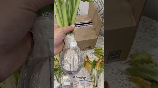 Хосты распаковка, от коллекционера🥰❤
