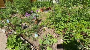 Цветет петуния КОРАЛ БЛАШ 🌸ИЗИ ВЭЙВ ЕЛЛОУ 🌼ТАЙДЕЛ ВЭЙВ ЧЕРРИ🌺  !!!  #петунияизсемян #цветы