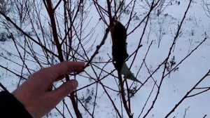 Укрыть или не укрыть персик? Вот в чём вопрос!