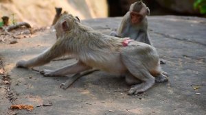 Baloon mom don't take care her newly baby. Just newborn baby monkey