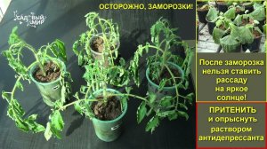 Как оживить рассаду после заморозков весной. Антистрессовые препараты для растений