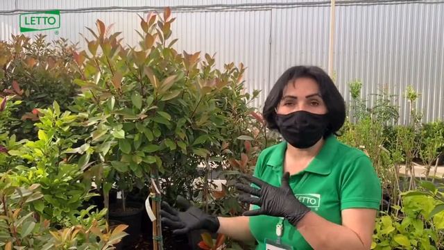 Фотиния в ландшафтном дизайне смотреть онлайн