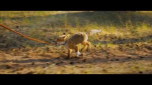 Мой дикий друг - Трейлер (2024)