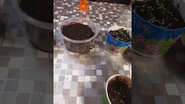 О посеве ремонтантной земляники. #рассада #земляника