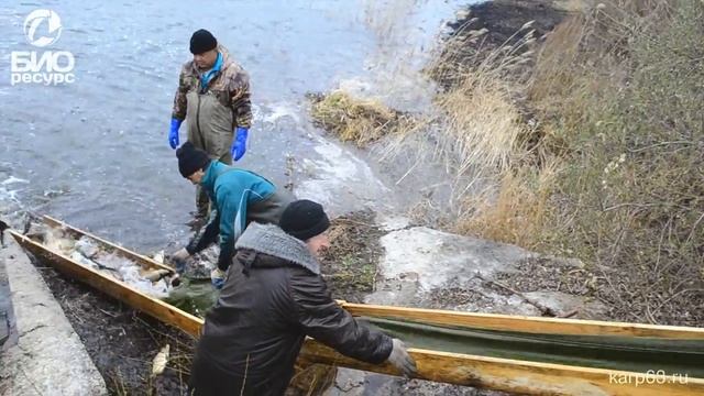 Зарыбление карповых прудов(часть4) . Рыбхоз "Биоресурс", karp63.ru смотреть онлайн