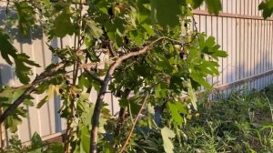 Летняя обрезка черной смородины