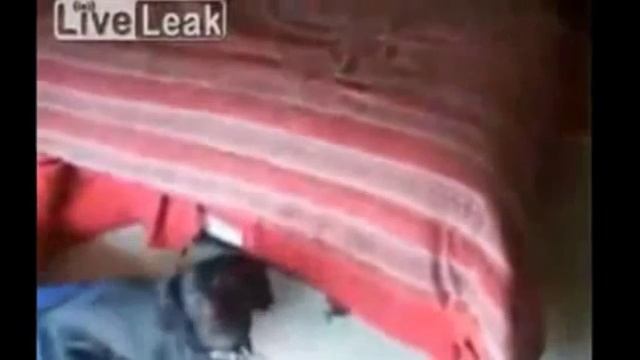 Как правильно помыть собаку смотреть онлайн