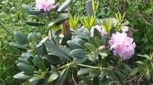 Рододендрон