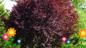Слива растопыренная Нигра. Краткий обзор, описание характеристик prunus cerasifera Nigra