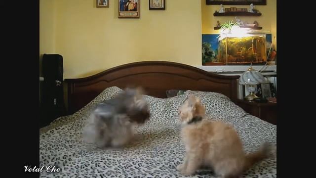 Домашние животные кошки и собаки, бешенные игры. смотреть онлайн
